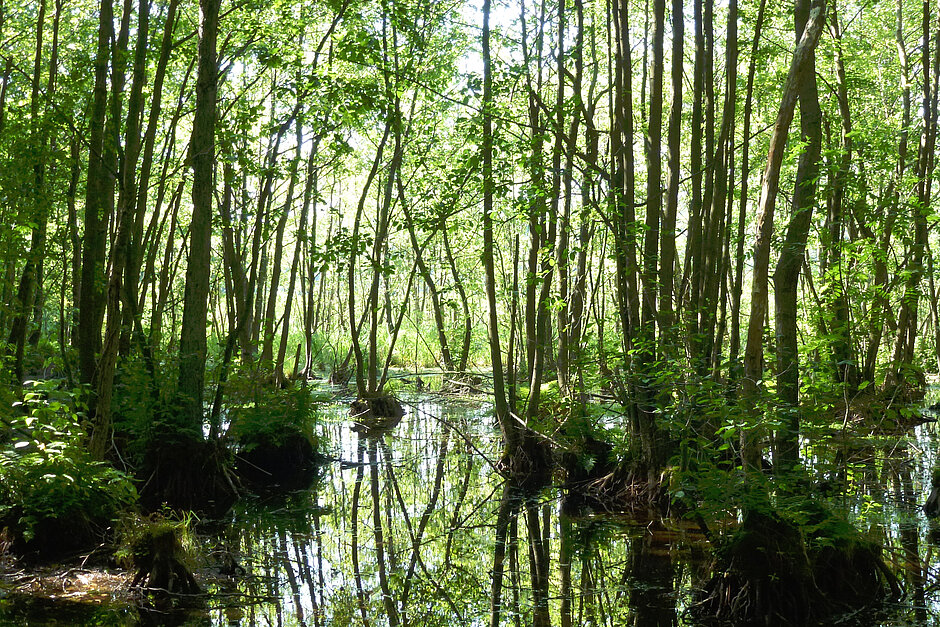 River in the forest © Albert Wotke 