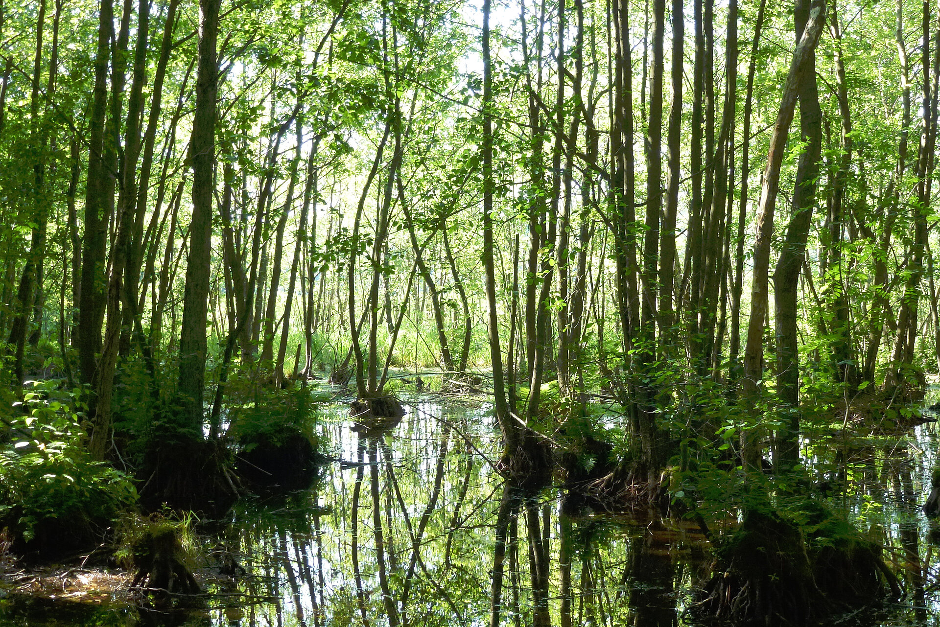 Fluss im Wald © Albert Wotke 